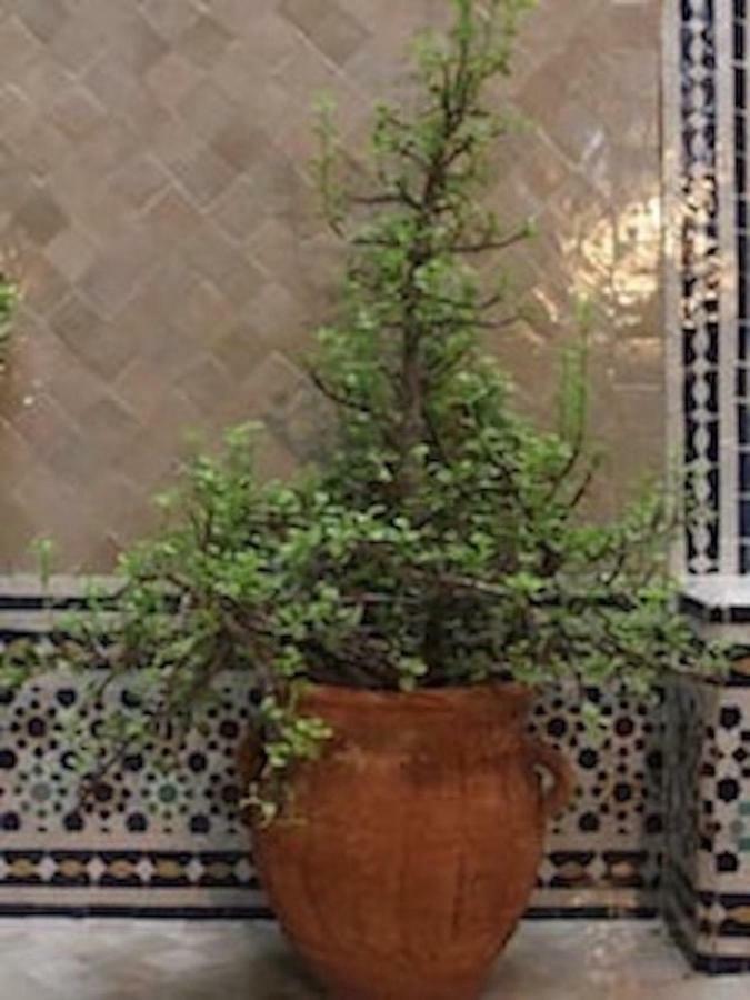 Traditional Moroccan House Taghazout Buitenkant foto